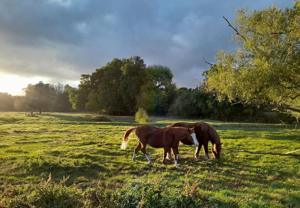 Gite En Bord De Loire Blaison-Saint-Sulpice Екстериор снимка